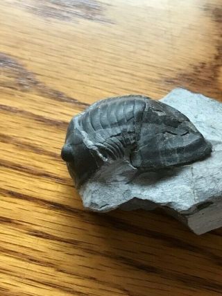 Isotellus Gigas [trilobite] - Geological Time: Ordovician (443 - 488 Million Yrs)