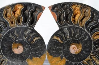 9886 Rare 1in100 Black Ammonite Pair Deep Crystals 110myo Fossil Lrg 126mm 5.  0 "