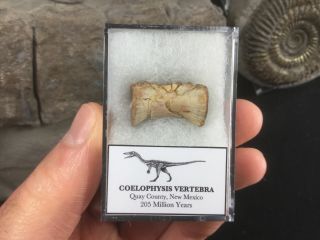 Coelophysis Vertebra - Bull Canyon Formation,  Triassic Age Dinosaur Bone Fossil