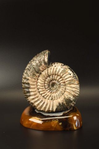 Speetoniceras Versicolor On The Simbircite Based.  The Rarest Russian Ammonite.