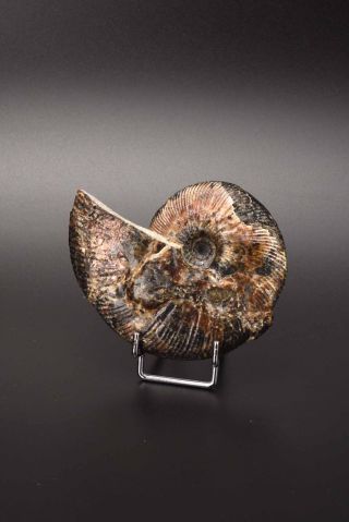 Craspedodiscus Discofalcatus.  Russian Ammonite.