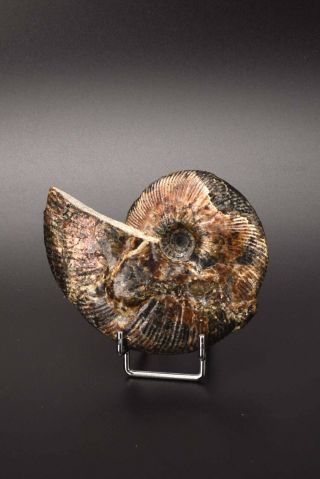 Craspedodiscus Discofalcatus.  Russian ammonite. 2