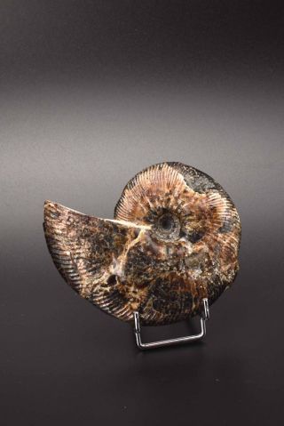 Craspedodiscus Discofalcatus.  Russian ammonite. 3