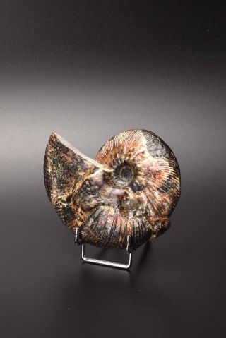 Craspedodiscus Discofalcatus.  Russian ammonite. 4