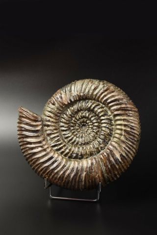 Speetoniceras Versicolor.  The Rarest Russian Ammonite.