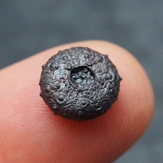 Rare Echinoid Hematite Mineral 10x4mm Morocco Africa Fossil Fossilien Sea Urchin