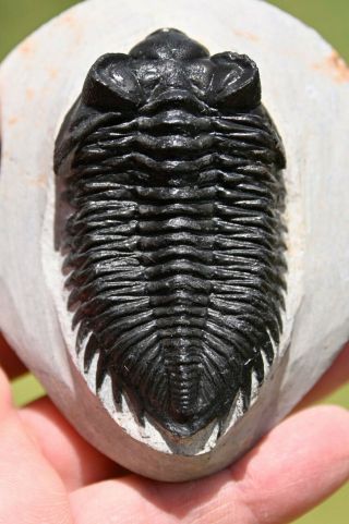 Museum Quality Trilobite Fossil,  Coltraenia Oufatenensis From Morocco 3