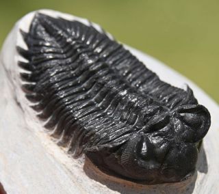 Museum Quality Trilobite Fossil,  Coltraenia oufatenensis from Morocco 3 4