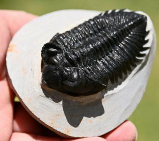 Museum Quality Trilobite Fossil,  Coltraenia oufatenensis from Morocco 3 6
