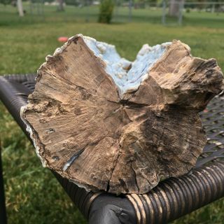 Blue Forest Petrified Wood - Long Bubbly Blue Log From Eden Valley 10