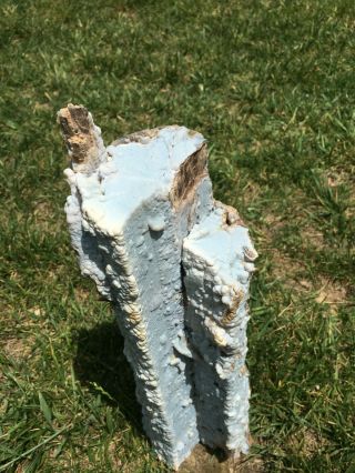 Blue Forest Petrified Wood - Long Bubbly Blue Log From Eden Valley