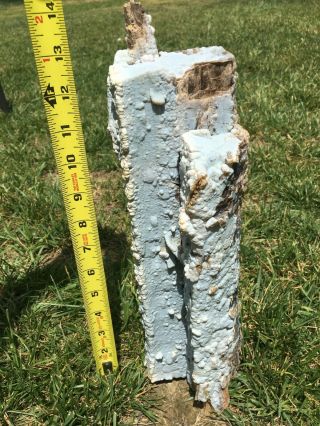 Blue Forest Petrified Wood - Long Bubbly Blue Log From Eden Valley 2