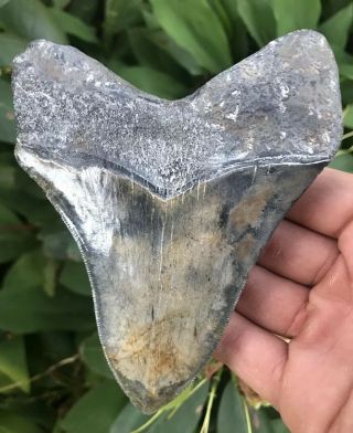 Huge Colorful 4.  86 " Megalodon Tooth Fossil Shark Teeth