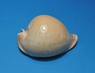Seashell Cypraea Armeniaca 110mm (011)