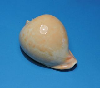 Seashell CYPRAEA ARMENIACA 110mm (011) 2