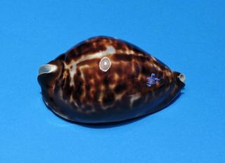 Seashell Cypraea Friendii 90.  4mm (002)