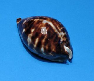 Seashell CYPRAEA FRIENDII 90.  4mm (002) 4