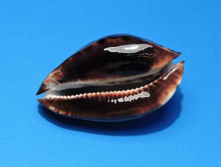 Seashell CYPRAEA FRIENDII 90.  4mm (002) 5