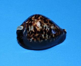 Seashell Cypraea Vercoi 84.  1mm (001)