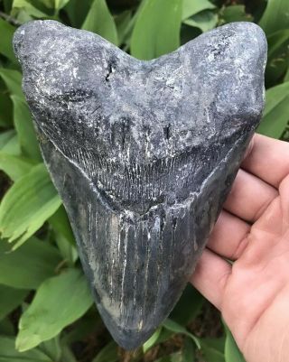 Huge Colorful 6.  06 " Megalodon Tooth Fossil Shark Teeth