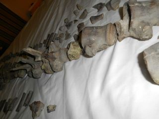 Mosasaur Fossil AUTHENTIC Partial Skeleton Dinosaur ERA Specimen N.  E.  Texas 11