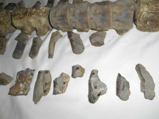 Mosasaur Fossil Authentic Partial Skeleton Dinosaur Era Specimen N.  E.  Texas