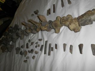 Mosasaur Fossil AUTHENTIC Partial Skeleton Dinosaur ERA Specimen N.  E.  Texas 5