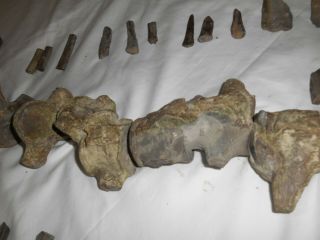 Mosasaur Fossil AUTHENTIC Partial Skeleton Dinosaur ERA Specimen N.  E.  Texas 6