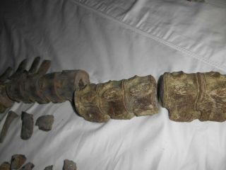 Mosasaur Fossil AUTHENTIC Partial Skeleton Dinosaur ERA Specimen N.  E.  Texas 8