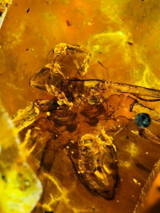 32g Rare Amblypygi Whip Spider Burmite Myanmar Amber Insect Fossil Dinosaur Age