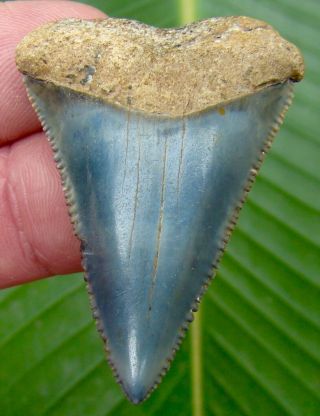 Great White Shark Tooth - Over 2 In.  Serrated - Real - No Restorations