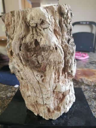 Very Large Madagascar Petrified Wood Log 12lb 10oz 9 