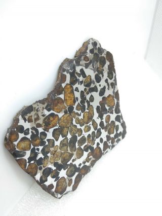 43.  44 Grams.  Full Slice.  Sericho Meteorite Pallasite From Kenya.  Polished.