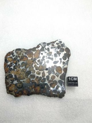 43.  44 grams.  Full slice.  Sericho meteorite pallasite from Kenya.  Polished. 2