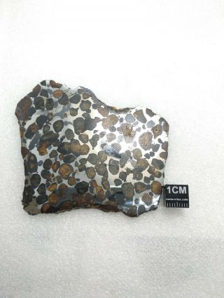 43.  44 grams.  Full slice.  Sericho meteorite pallasite from Kenya.  Polished. 3