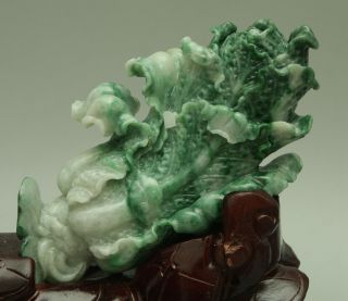 Cert ' d Untreated Green jadeite Jade Statue Sculpture couple cabbage 白菜 q71441Q5H 6