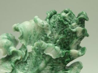 Cert ' d Untreated Green jadeite Jade Statue Sculpture couple cabbage 白菜 q71441Q5H 7