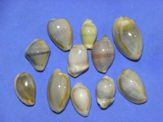 Formosa/seashell/cypraea Annulus & Moneta 15.  2mm 22.  7mm.  Freak