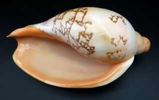 Selected Voluta Livonia Mammilla F,  230 Mm Seashell Australia H