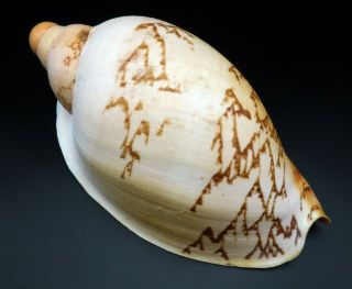 Selected Voluta Livonia mammilla F,  230 mm seashell Australia H 2