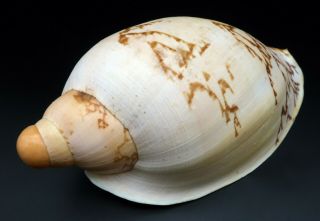 Selected Voluta Livonia mammilla F,  230 mm seashell Australia H 3