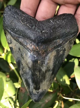 Huge Colorful 4.  53 " Megalodon Tooth Fossil Shark Teeth