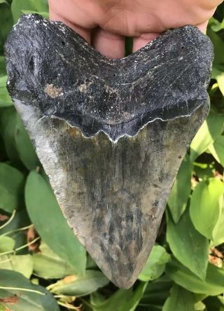 Megalodon Fossil Giant Shark Teeth Ocean No Repair 6.  15 " Huge Tooth