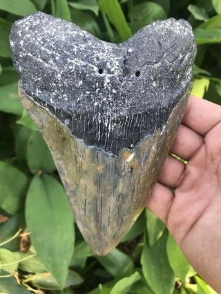 MEGALODON Fossil Giant Shark Teeth Ocean No Repair 6.  15 