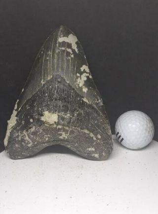 Huge 5.  85 " Megalodon Shark Tooth Fossil 100 Authentic