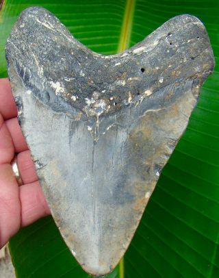 Megalodon Shark Tooth 5 & 7/16 In.  Big & Ugly - No Restorations