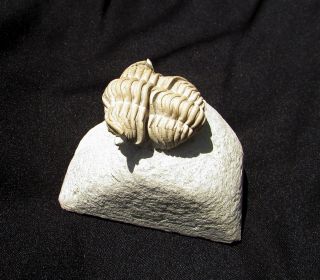 Killer Calymene platys trilobite fossil Devonian 2