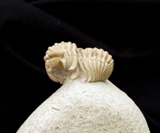 Killer Calymene platys trilobite fossil Devonian 3