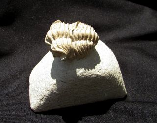 Killer Calymene platys trilobite fossil Devonian 6