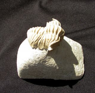 Killer Calymene platys trilobite fossil Devonian 7